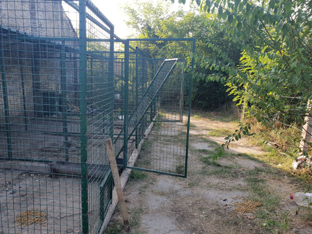 Пси нестају без трага